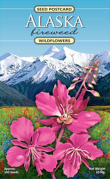 Alaska fireweed wildflower seed postcard with pink flowers and mountain background