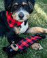Dog wearing a red plaid bandana with a black and red plaid bear toy on grass