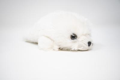 8 Seal Fluffy
