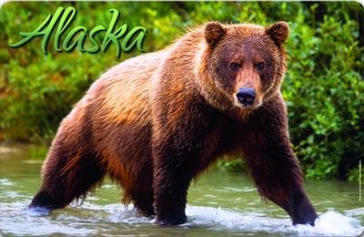Placemat Brown Bears