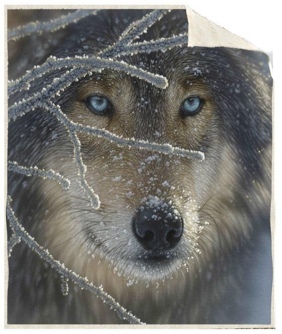  Sherpa Throw - Wolf Face
