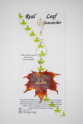 S.c. Iridescent Sugar Maple