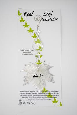 S.c. Silver Sugar Maple Leaf