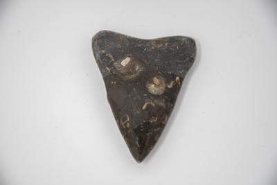Sharks Tooth Magnet