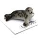  Harbor Seal Pup